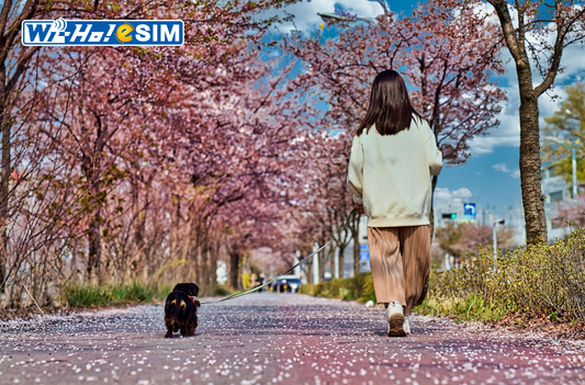2025日本冷門賞櫻景點 日本人少賞櫻地點 2025日本各地區開花時間 青森 秋田 新瀉 長野 北海道