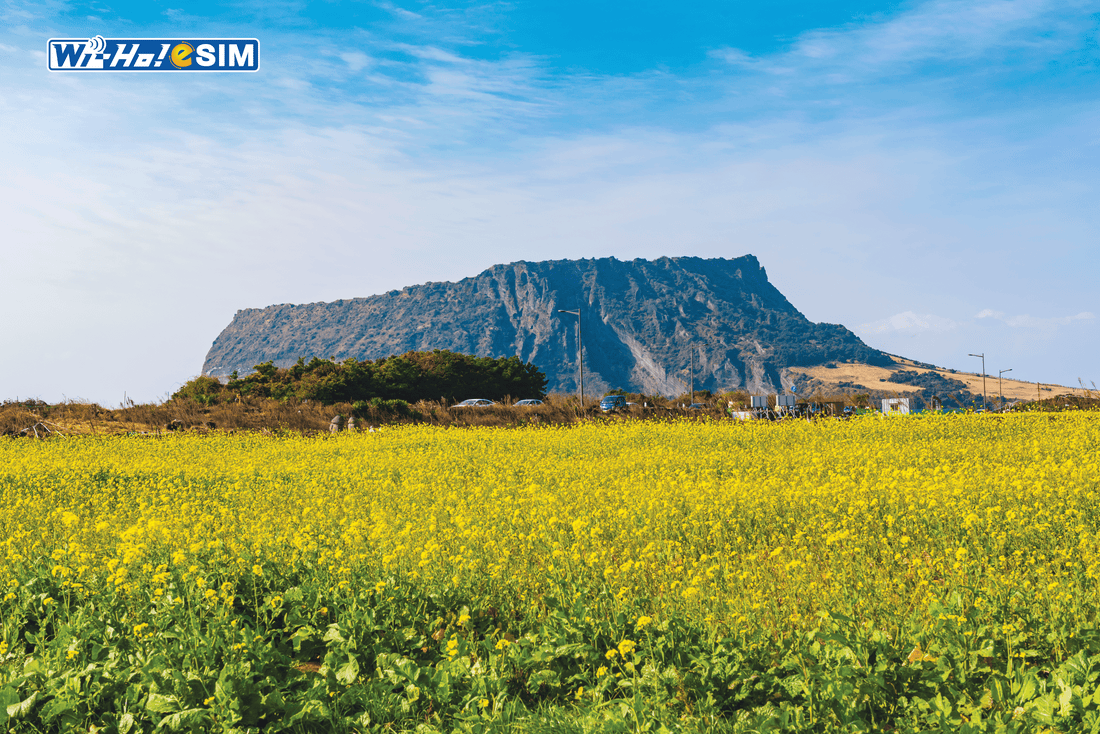 濟州島自由行 2025 韓國旅遊 餐廳 美食 黑豬肉