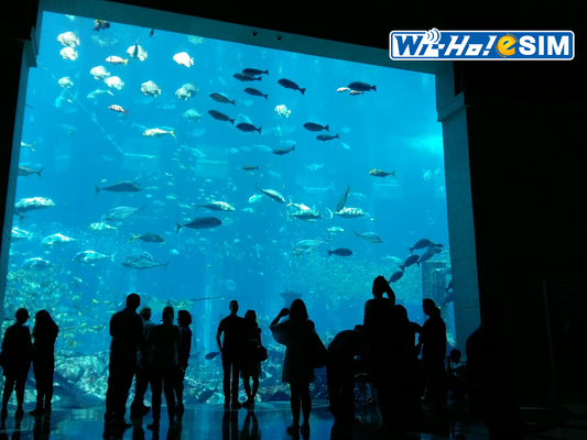 咒術迴戰沖繩景點 沖繩海洋博公園 沖繩美麗海水族館 沖繩翡翠海灘 沖繩海灘 咒術迴戰懷玉篇聖地巡禮 沖繩動漫朝聖 沖繩旅遊水族館
