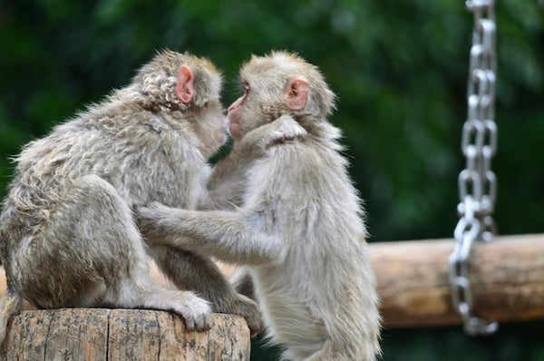 直布羅陀自由行必看 直布羅陀必去景點 直布羅陀當地玩法 直布羅陀交通 直布羅陀活動景點 直布羅陀注意事項 直布羅陀旅遊須知 直布羅陀必去 直布羅陀必訪景點 如何前往直布羅陀 台灣前往直布羅陀方法 直布羅陀旅遊 直布羅陀旅遊景點 直布羅陀特色活動 